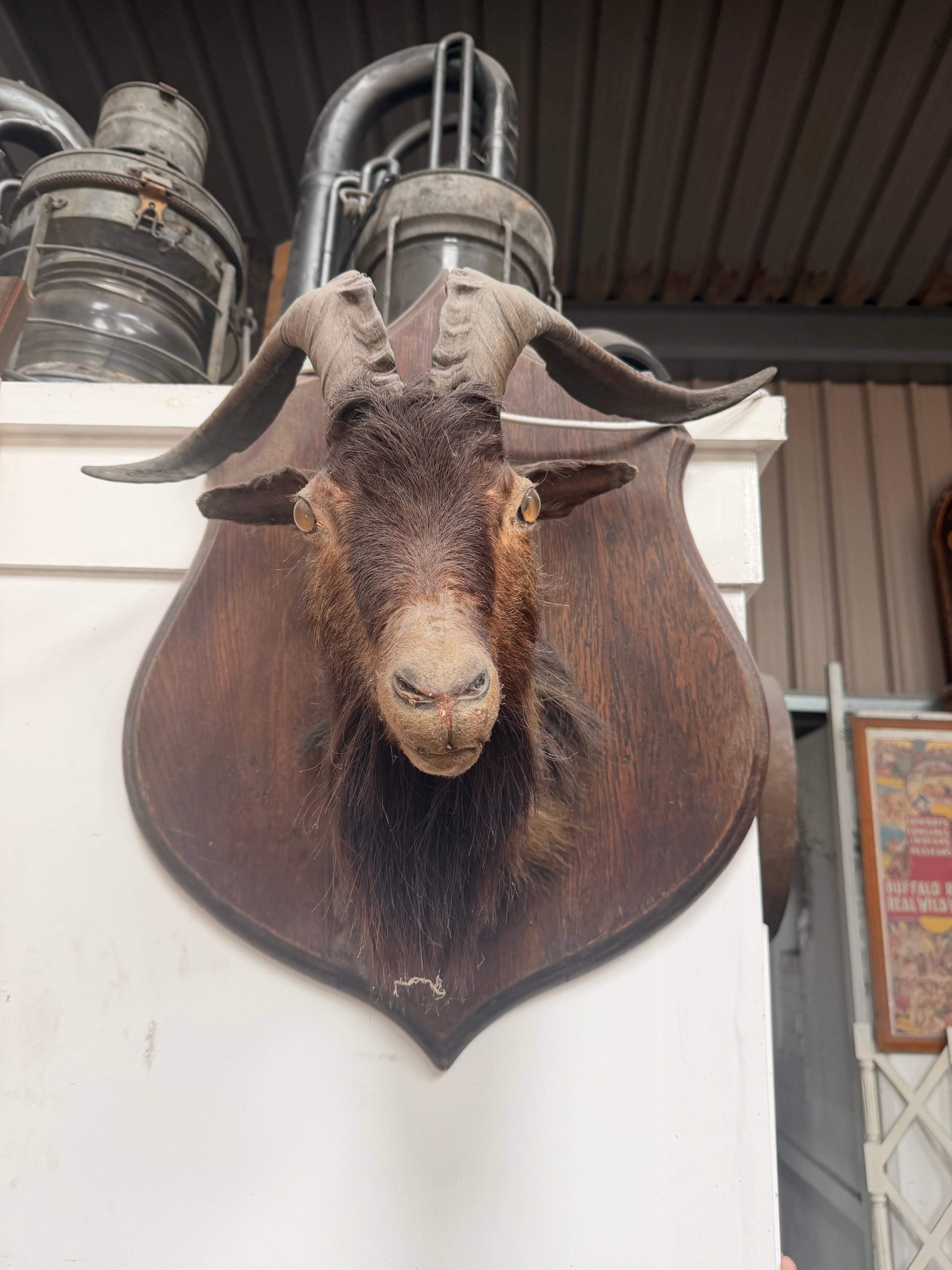 Vintage taxidermy Catalina goat shoulder mount